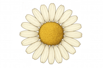 Daisy flower illustration showcasing botanical detail and vintage style, transparent background