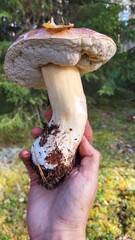 mushroom in the hand 