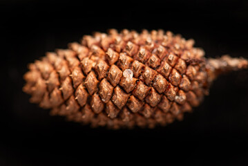 Pine cone, a beautiful and unique pine cone on a black background, close up, selective focus.