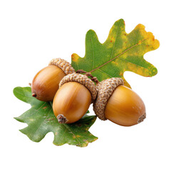Three acorns with oak leaves on a clean transparent background studio shot