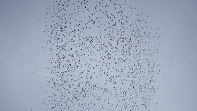 Big group of bats flying in a circle pattern