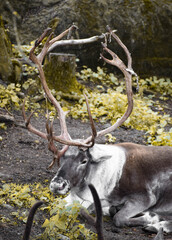 Swedish Reindeer