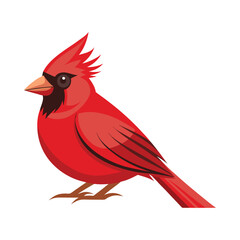 Northern Cardinal bird vector illustration