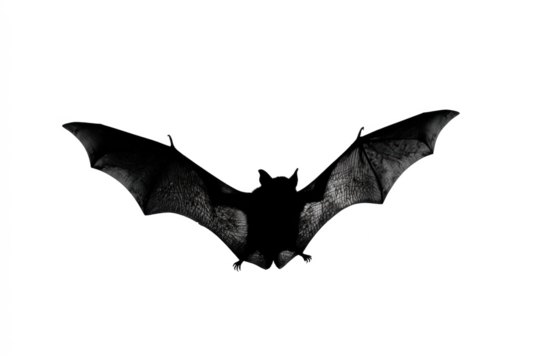 Silhouette of a bat with outstretched wings dark and mysterious isolated on white background