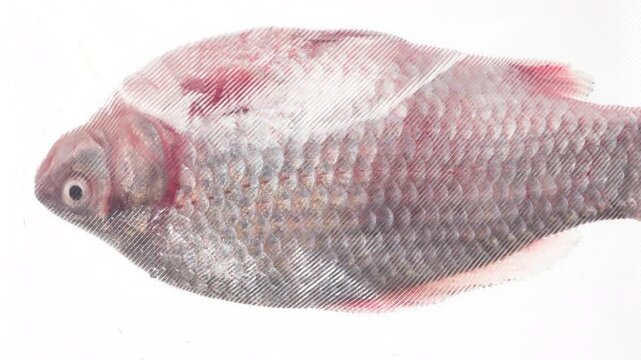 Packing and Freezing Freshwater Fish. Whole fish with scales are packed in a vacuum apparatus and subjected to rapid cooling with an ice jet, creating the effect of white steam on a white background