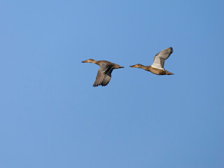 Northern shoveler, Anas clypeata