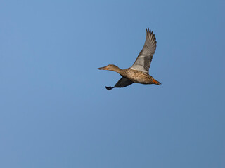 Northern shoveler, Anas clypeata