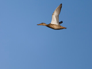 Northern shoveler, Anas clypeata
