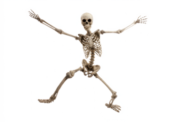 Human skeleton model in a dynamic pose anatomical representation for educational purposes isolated on white