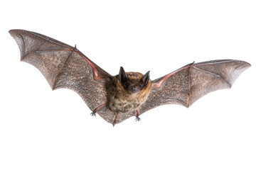 Fototapeta premium Flying brown bat with wings spread isolated on white background representing wildlife and nocturnal animals