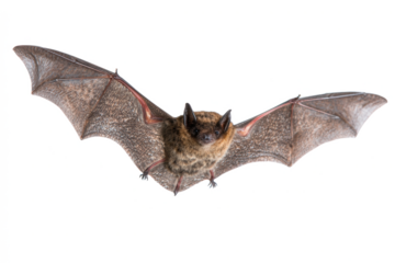 Flying brown bat with wings spread isolated on white background representing wildlife and nocturnal animals