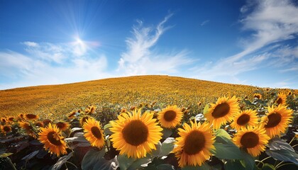 sunflower on a blue sky