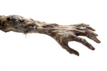 Creepy zombie arm and hand reaching out decaying flesh and bone isolated on white background for Halloween horror concept