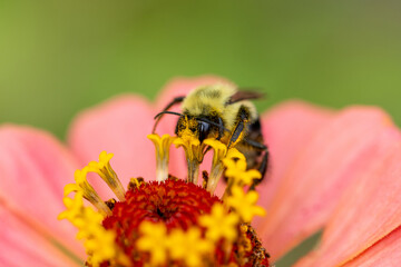 bumble bee on zinnia