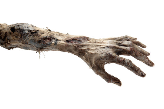 Creepy zombie arm and hand reaching out decaying flesh and bone isolated on white background for Halloween horror concept