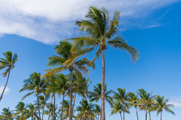Paradise with palms. Summer palm banner. Hawaiian palm trees under blue sky. Tropical trees. Green palms pattern. Tropical design with palm leaves. Iconic palm trees.