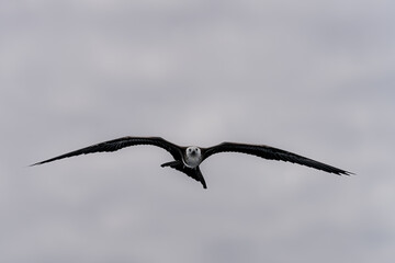 Frigate bird in the Galapagos