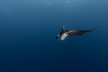 Manta Ray in the Galapagos