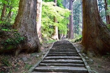 羽黒山の杉並木 三ツ星認定地 山形県鶴岡市