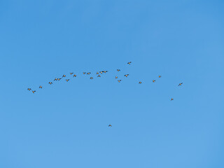 Flock of geese in flight