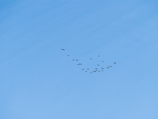 Flock of geese in flight
