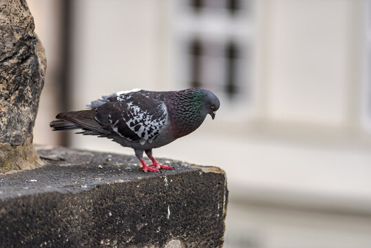 Pigeon standing on a stone ledge with a blurred background.