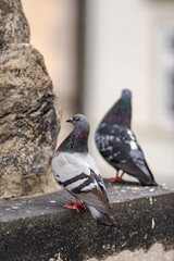 Pigeons Perched on Stone Ledge