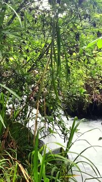R&iacute;o selv&aacute;tico fluyendo entre plantas verdes y rocas