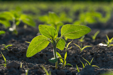 A young sprout illuminated by sunlight. A bright green sprout in the field.