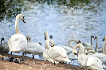 White Mute Swans, at Worcester swan sanctuary on the River...