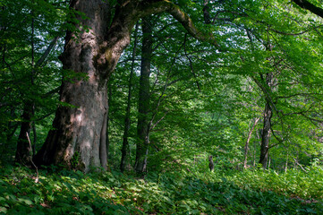 Under the crown of a huge ancient beech tree in a green forest.