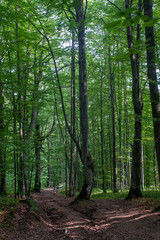Under the crown of a huge ancient beech tree in a green forest.