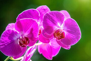 Purple Orchid branch on green natural background
