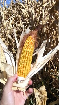 Mazorca con barba o pelo de elote