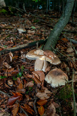 Imleria badia (Boletus badius) or bay mushroom Bolete grows in the mountains covered with autumn leaves, near fir trees at a low angle view.