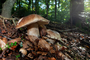Imleria badia (Boletus badius) or bay mushroom Bolete grows in the mountains covered with autumn leaves, near fir trees at a low angle view.