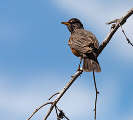 An American Robin perched on a branch agains a blue sky.