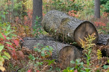cut tree logs autumn colors autumn plants forest 