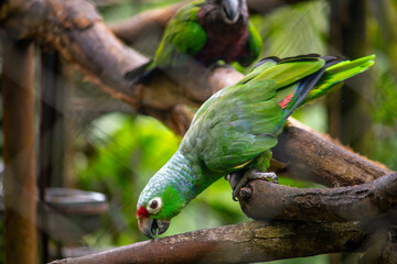 Green parrot in a zoo cage in the forest in the mountains - Zoologico Santa Cruz