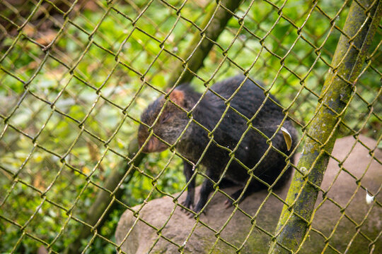 guatin in a forest, in a zoo cage, in the forest, in the mountains - Zoologico Santa Cruz