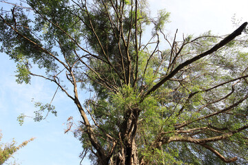 Large tree with many branches and leaves