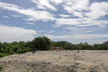 Group of animals are grazing in a field with a cloudy sky in the background