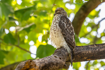 Red-tailed hawk perched in a tree.