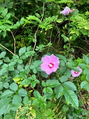 森に咲くムクゲの花
