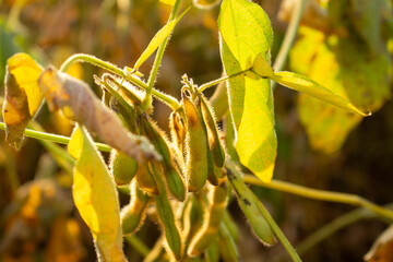 Fototapeta premium Close up view of ripe soybean pods on a plant in a sunlit agricultural field during late summer or early autumn