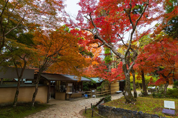 Fototapeta premium 日本の風景・秋 古都奈良 紅葉の萬葉植物園