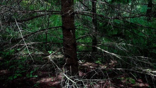A dense, impenetrable spruce forest