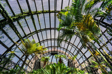 palm tree in the park