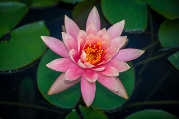 pink water lily