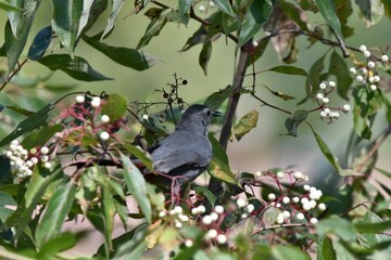 cat bird with white fruit berries